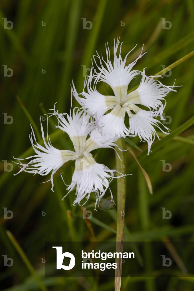 Dianthus monspessulanus/Carnation of Montpellier