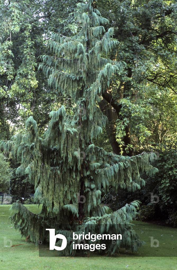 Chamaecyparis nootkatensis/Cypres de Nootka