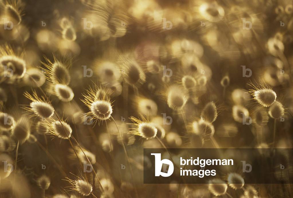 Lagurus ovatus/Oval Lagure/Hare's Tail Grassy