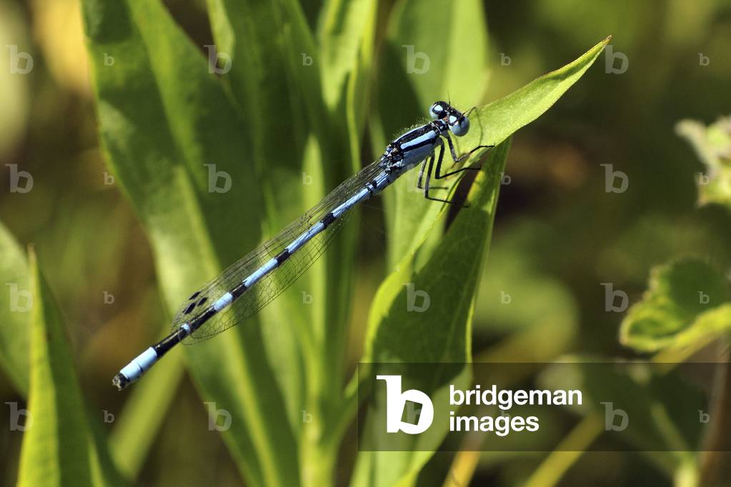 Enallagma cyathigerum/Agrion cutter holder/Female cutter holder/Common Blue Damsel Fly