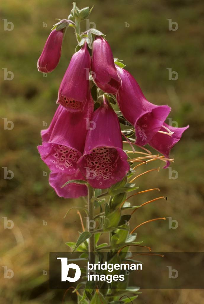 Digitalis purpurea/Purple Digitale