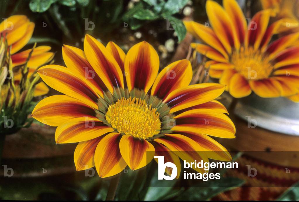 Gazania x/Gazanie Daybreak 'Red Stripe'