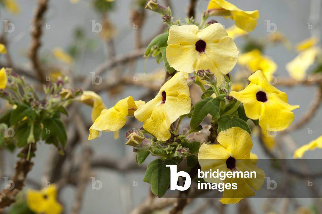 Uncarina grandidieri