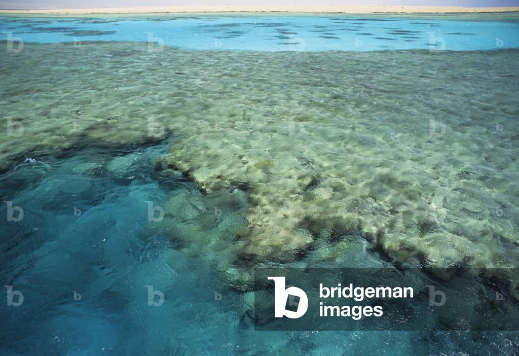 Acropora sp./Coral/Barriere Coral/Red Sea/Egypt