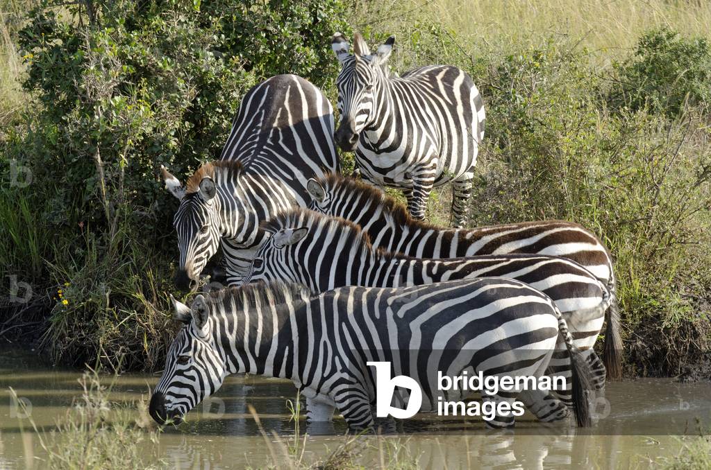 Equus burchelli boehmi/Zebre de Boehm/Granter's Zebra