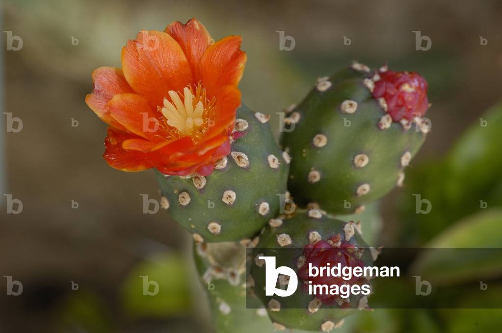 Opuntia inamoena fa. spinigera/Pactus