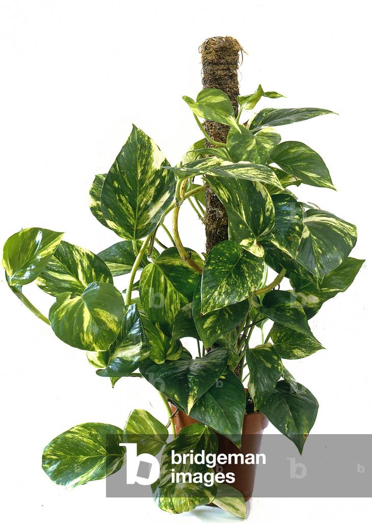 Image of Scindapsus aureus/Epipremnum aureum/Pothos dore/Ivy of the  Devil/Devil's Ivy/Golden Pothos