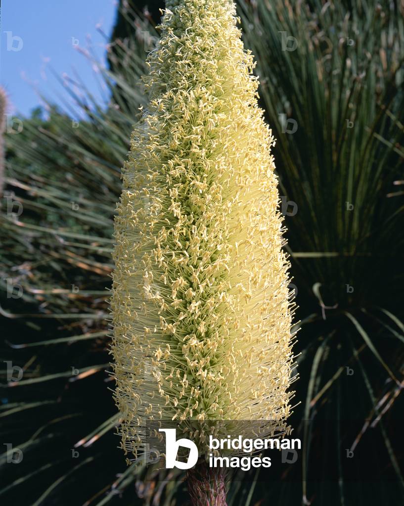 Agave bracteosa/Agave a bractees