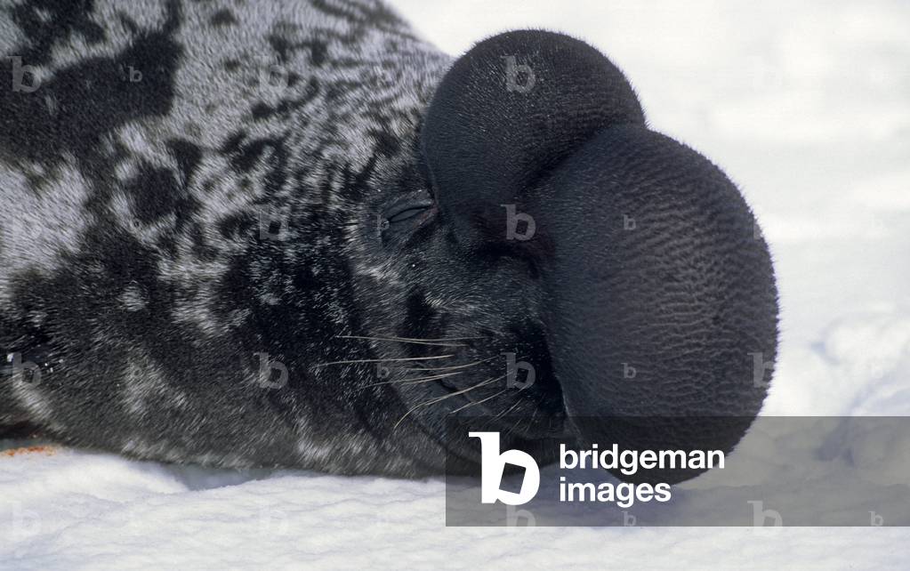 Cystophora cristata/Hooded Seal/Hooded Seal/Male