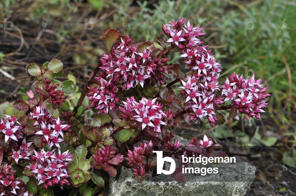Sedum spurium 'Purpurteppich'/Sedum