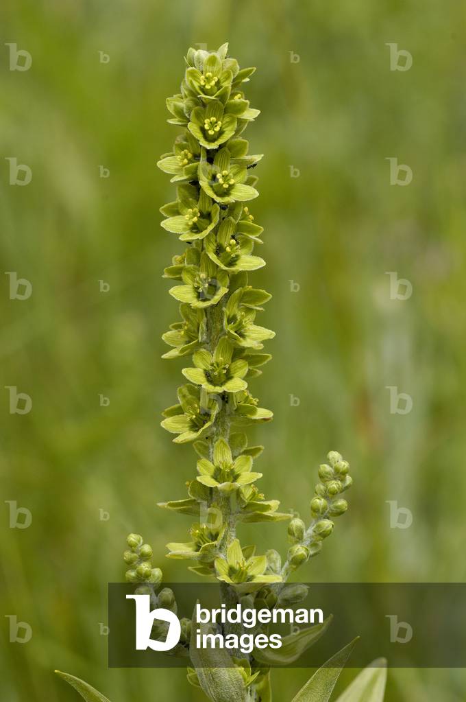 Veratrum album/White Versview/False Hellebore