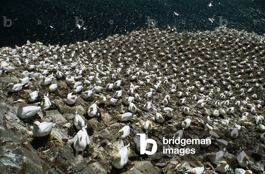 Morus bassanus/Northern Gannet