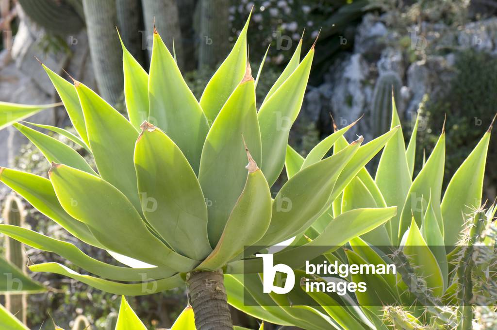 Agave attenuata/Agave attenuata