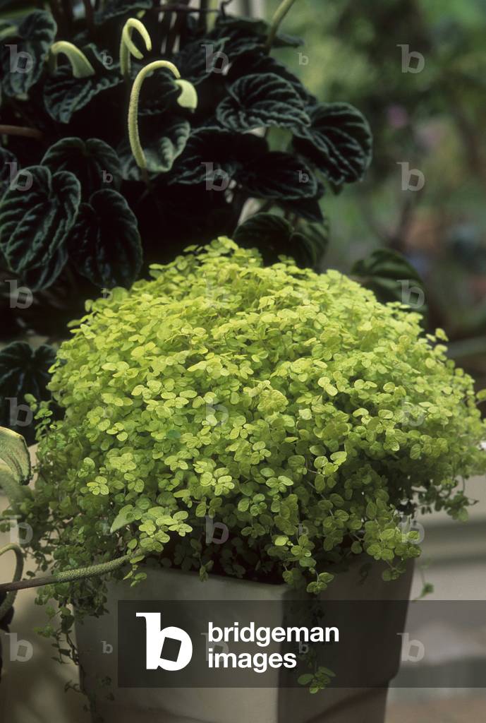 Soleirolia soleirolii/Helxine soleirolii/Helxine 'Aurea'