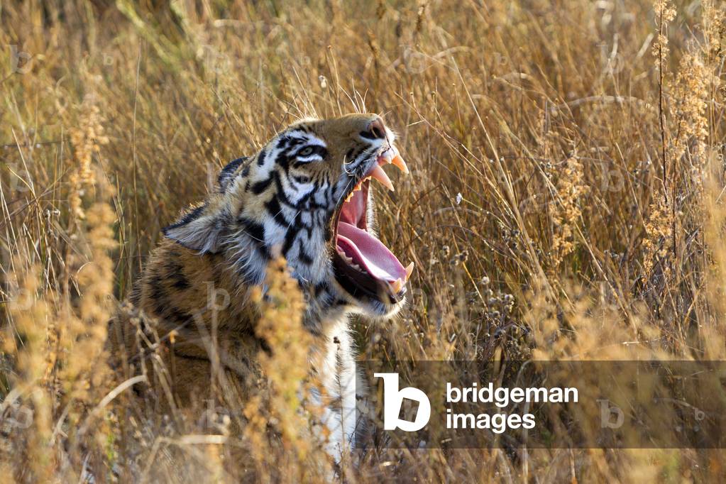 Panthera tigris tigris/Bengal Tiger/Asian Bengal Tiger