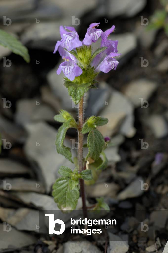 Galeopsis ladanum/Galeopsis ladanum/Broad Leaved Hemp Nettle