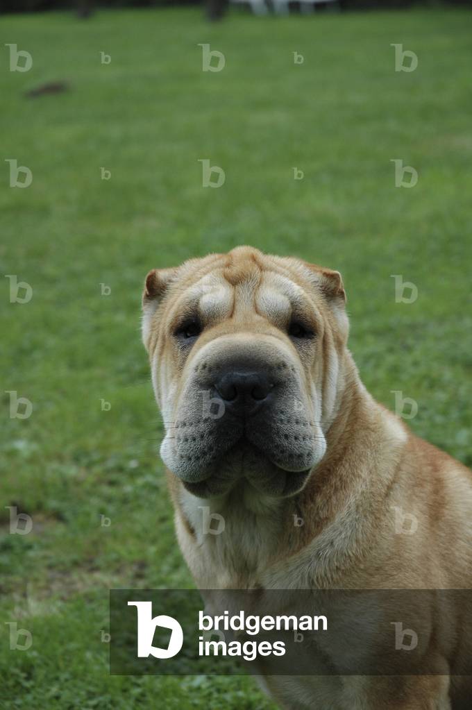 Hund/Rasse: Shar-Pei 