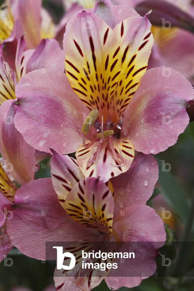 Alstroemeria X/Lily of the Incas/Alstroemere 'Pink Star'