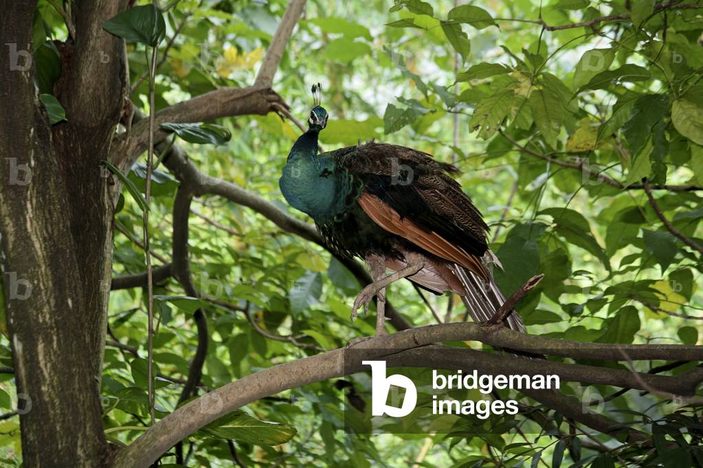 Pavo cristatus/Blue Peacock/Common Peacock/Peafowl
