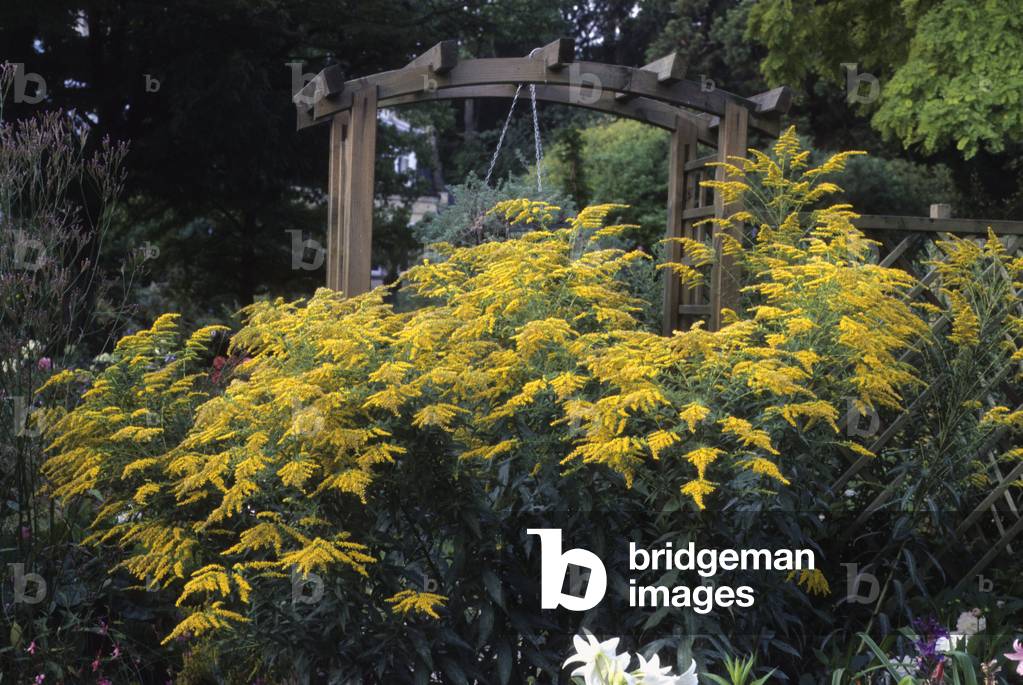 Solidago x/Goldenrod