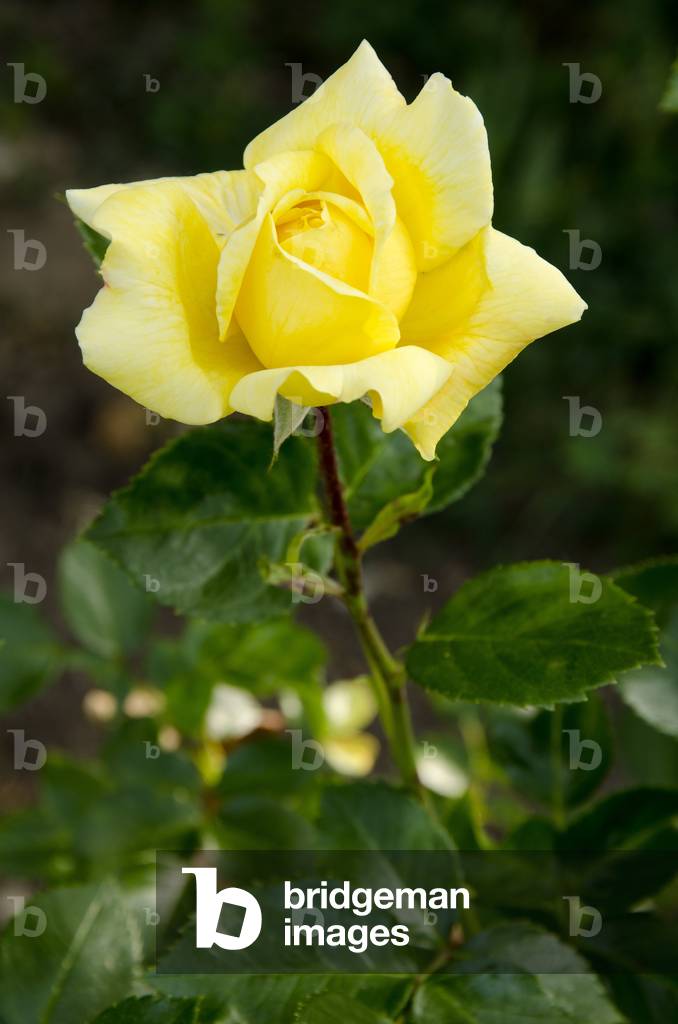 Rosa x/Pink 'Golden Delight'