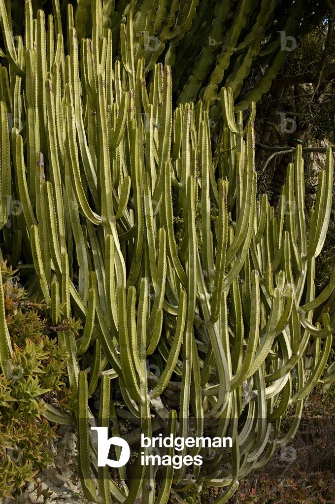 Euphorbia canariensis/Canary Euphorbia