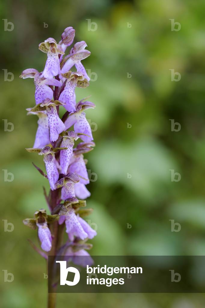 Spitzelii Orchis/Short Horn Orchis/Spitzel Orchis/Spitzel's Orchid
