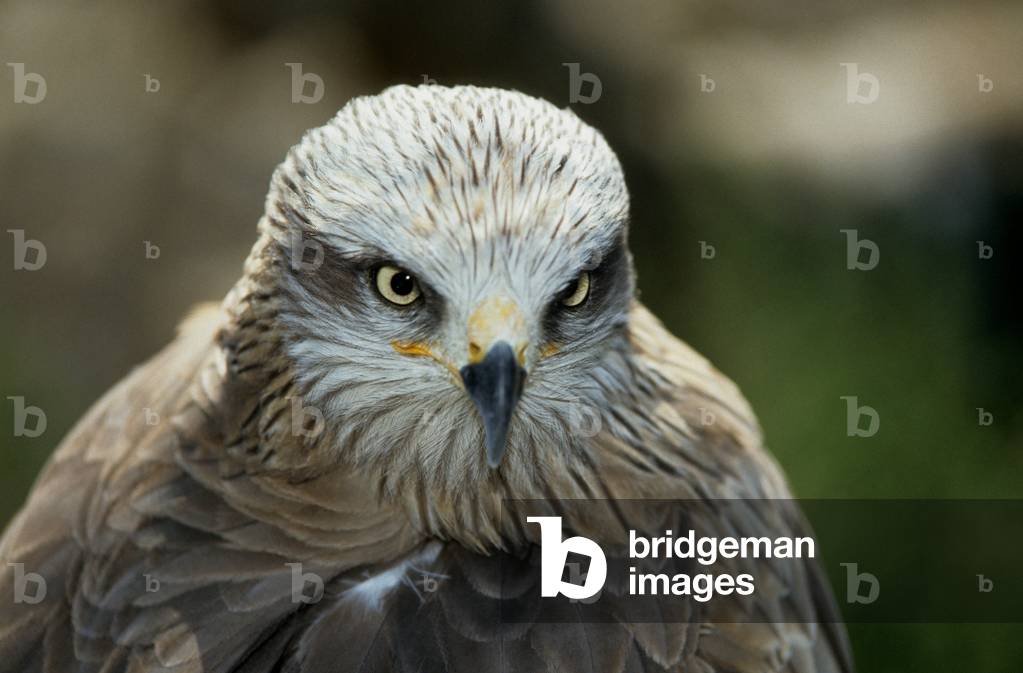 Milvus milvus/Royal Milan/Red Kite