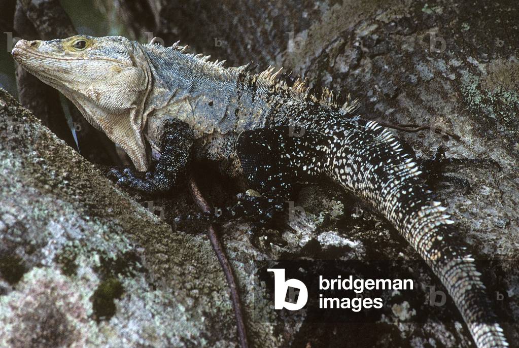 Ctenosaura similis/Lizard