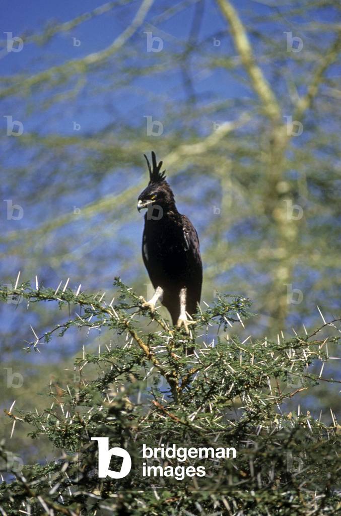 Lophaetus occipitalis/Huppard Eagle/Long Crested Eagle