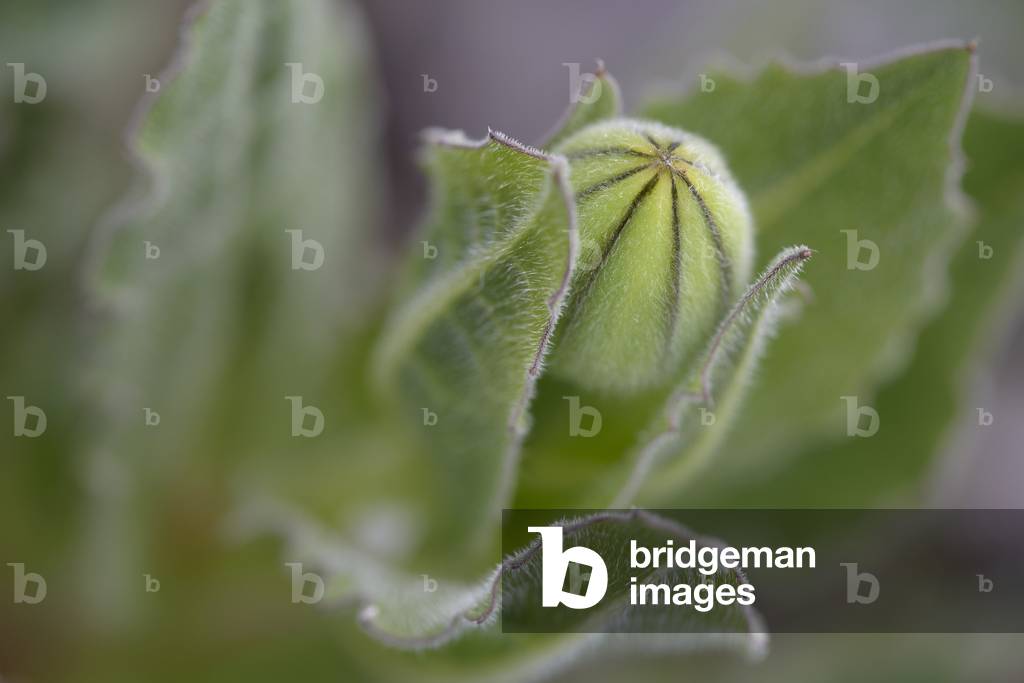 "Urosperma dalechampii/urosperma de Dalechamps"