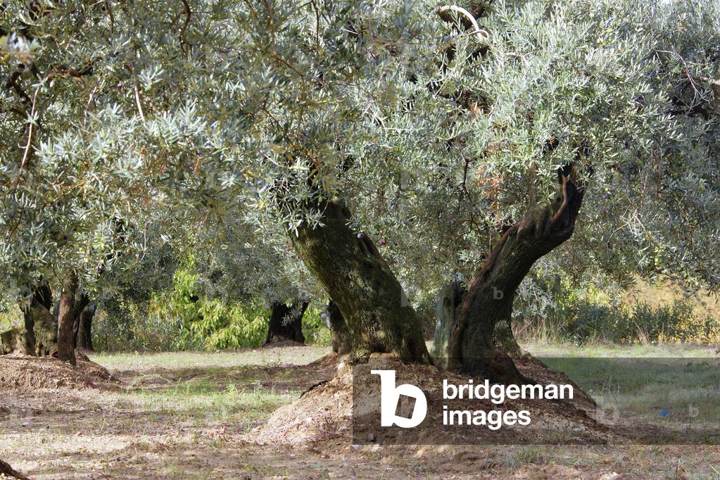 Olea europaea/Olivier/Olive Tree/Beaumes de Venise/Vaucluse/Provence Alpes Cote d'Azur/France