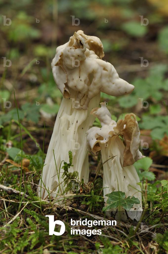 Helvella crispa/Helvelle hollow
