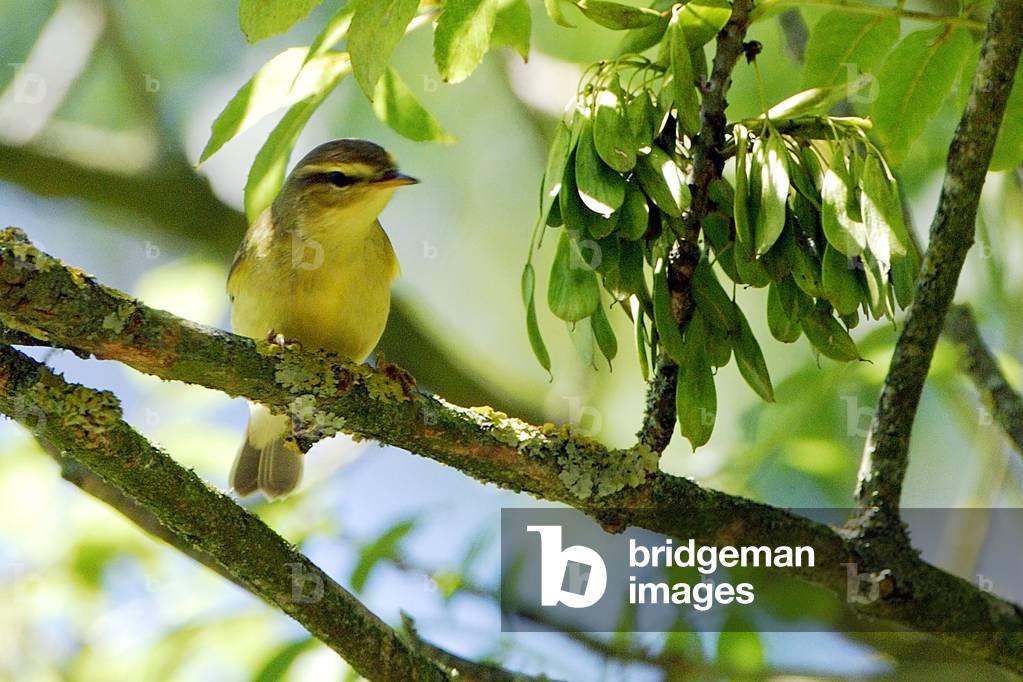 Icterina Hippolais/Icterine Hypolais/Icterine Warbler