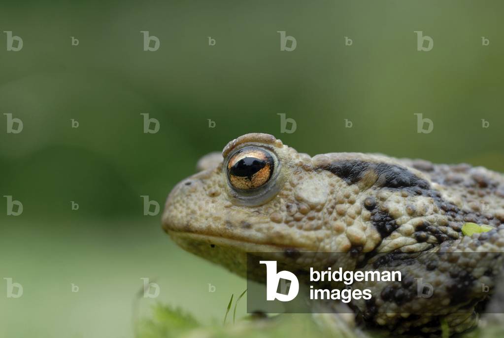 Bufo bufo/Common Toad/Eurasian Common Toad
