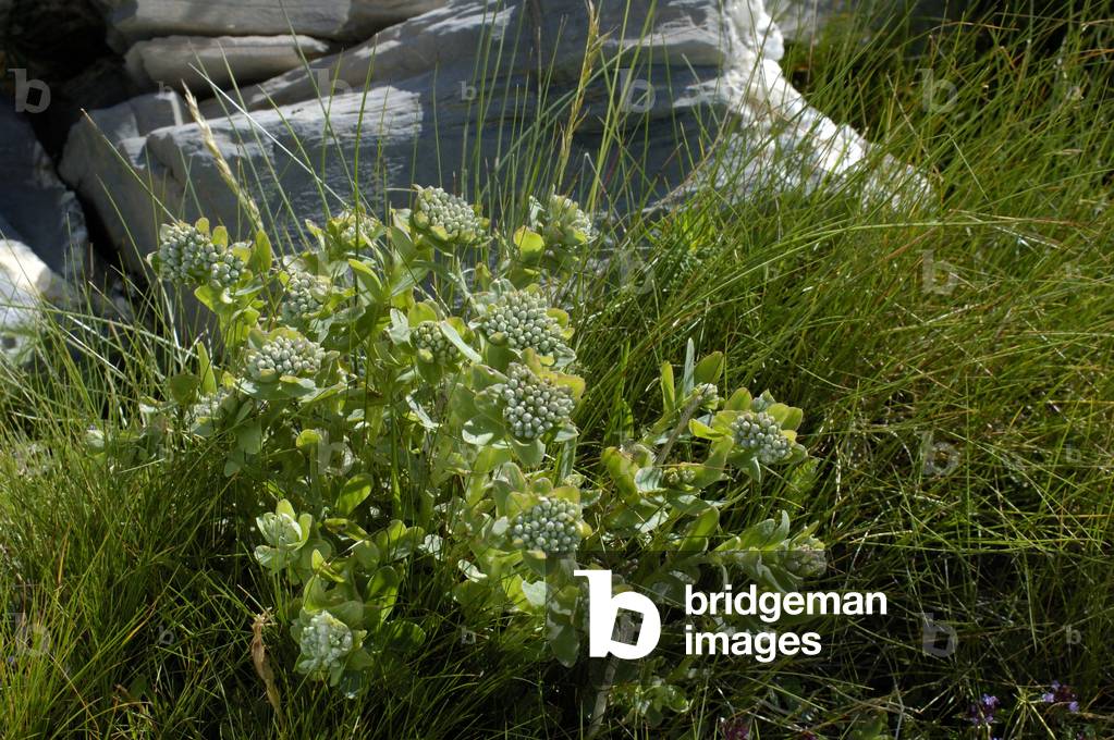 Anacampseros sedum/Sedum/Blue orpin/Curved orpin/Evergreen Orpine