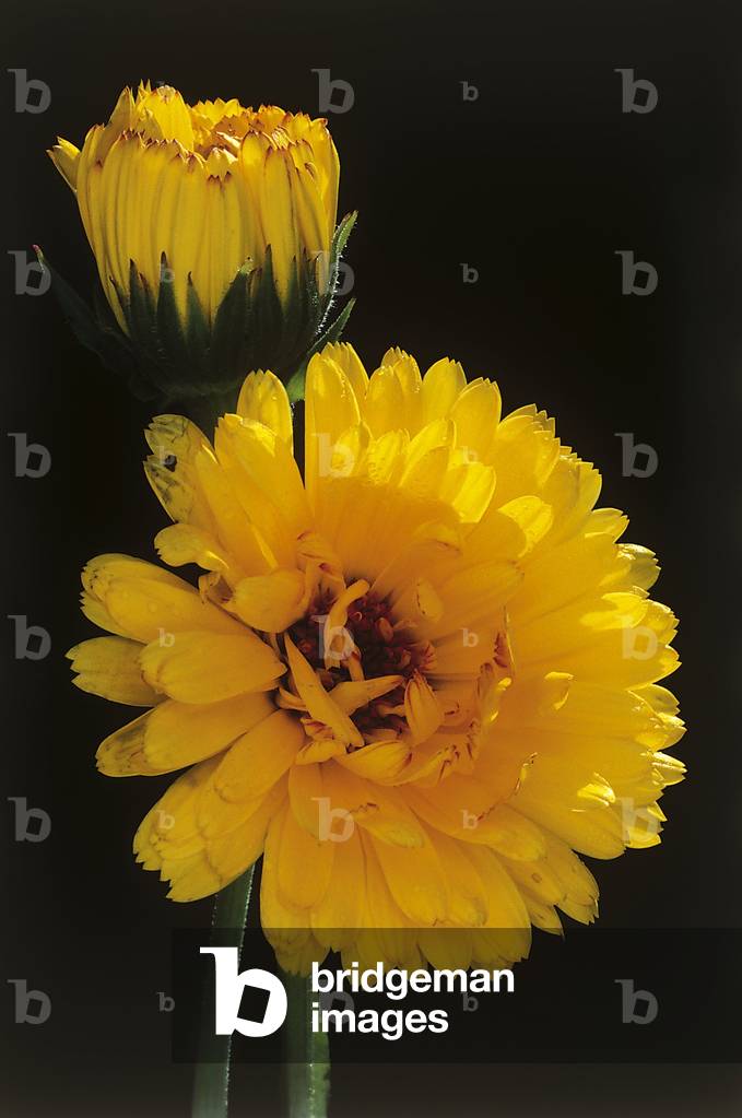 Calendula officinalis/Marigold officinal