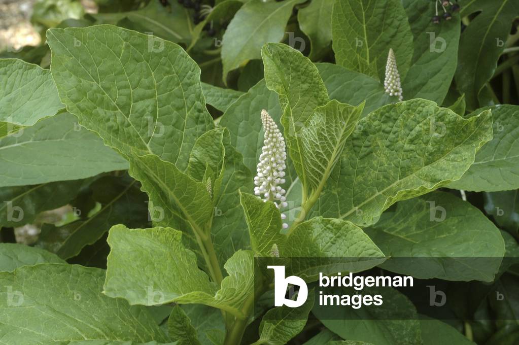 Phytolacca decandra/American Grape/Dyeer/American Pokeweed