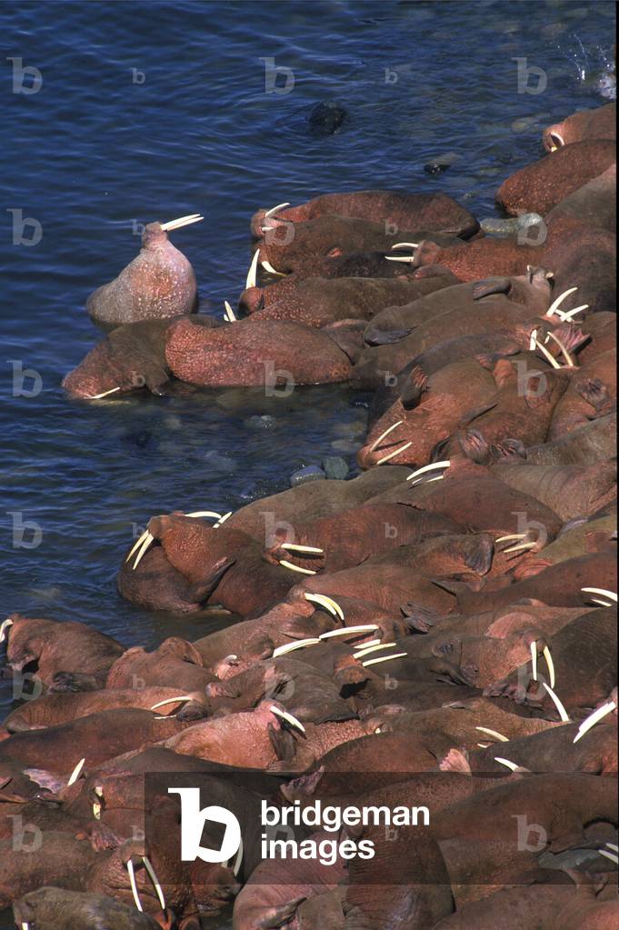 Odobenus rosmarus/Morse/Walrus