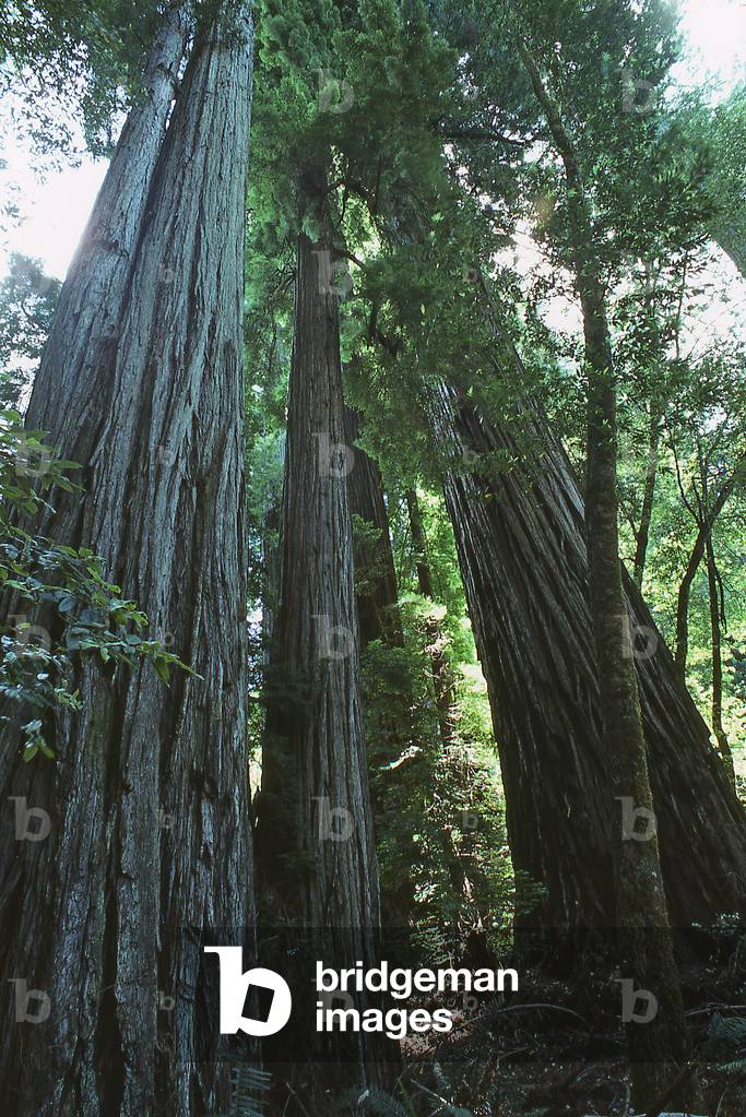 Sequoia sempervirens/Sequoia always green/Redwood