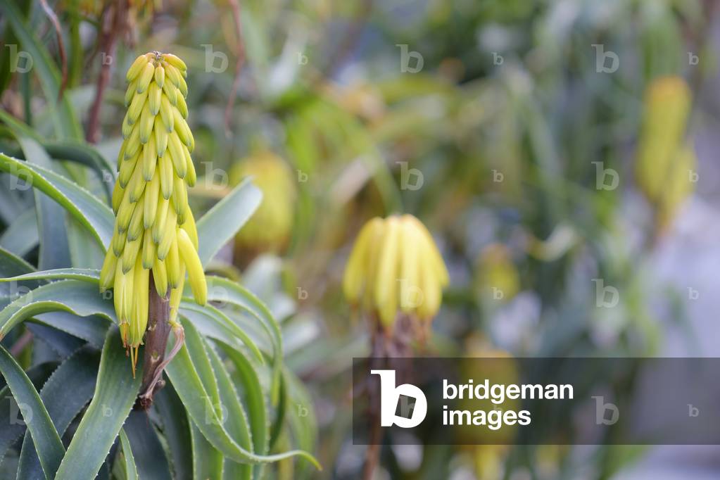 Aloe striatula var. caesia/Aloes