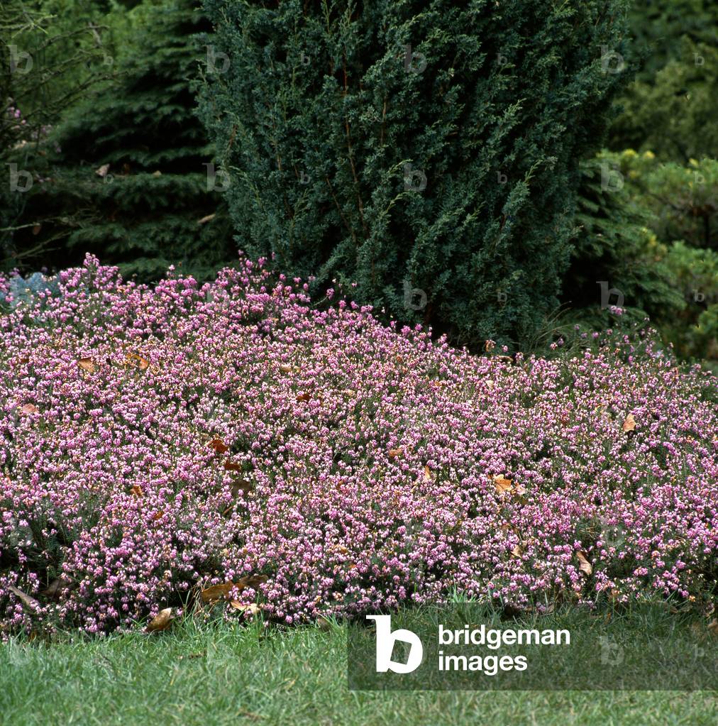 Erica carnea/Heather carnee 'December RED'/Snow Heather/Caminet/Spring Heath