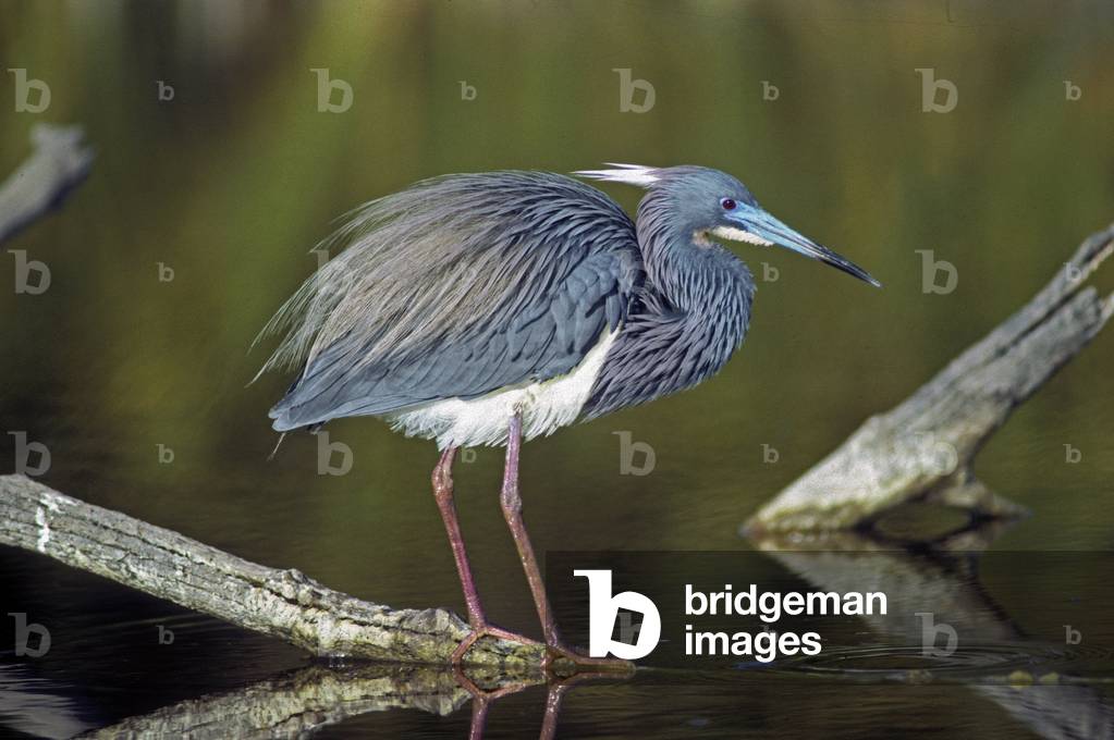 Egretta tricolor/Tricolored Heron