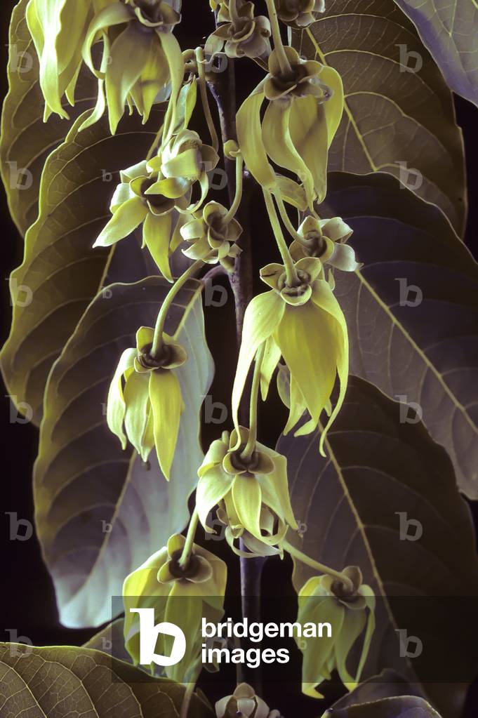 Cananga odorata/Ylang Ylang