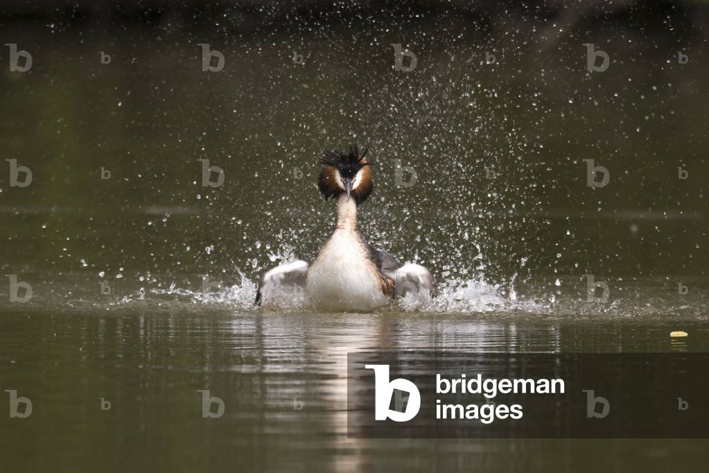 Podiceps cristatus/Grebe huppe/Great Crested Grebe