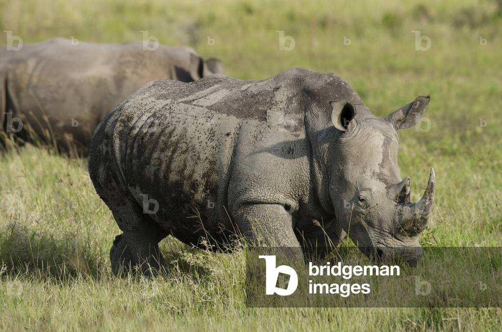 Ceratotherium simum/Rhinoceros blanc/White Rhinoceros/Square Lipped Rhinoceros