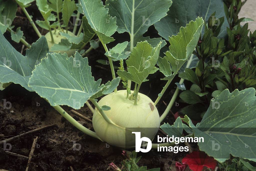 Brassica oleracea acephala gongyloides/Cabbage rave/Kohlrabi