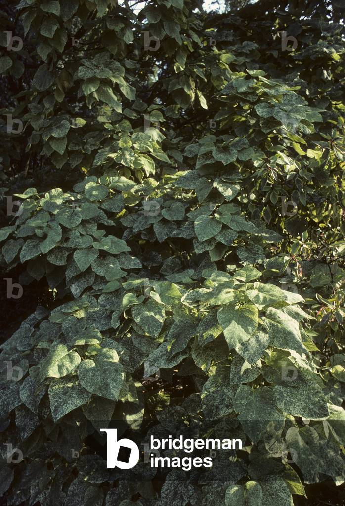 Catalpa speciosa 'Pulverulenta'/Catalpa pulverulenta/Catalpa