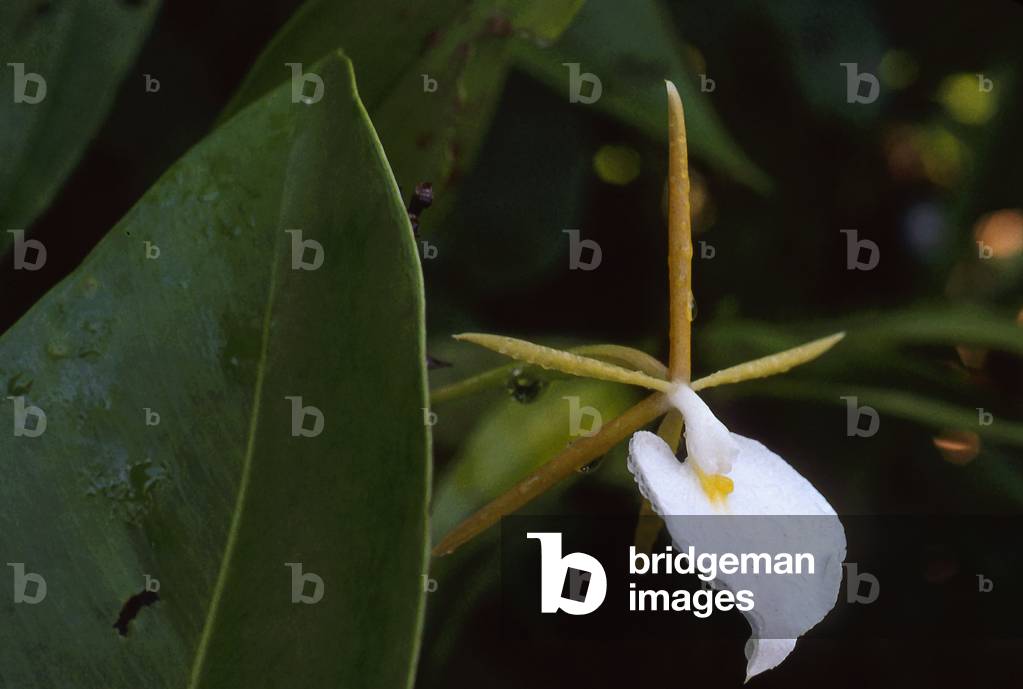 Epidendrum eburneum