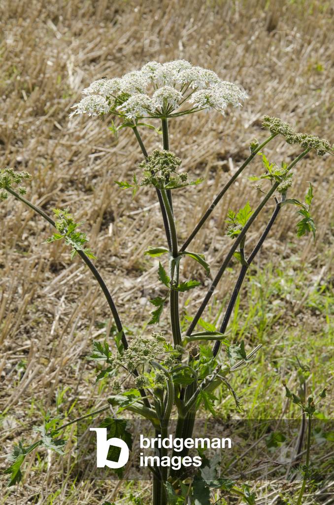 Heracleum sphondylium/Sphondyle Berch/Great Berce/Cow Parsnip